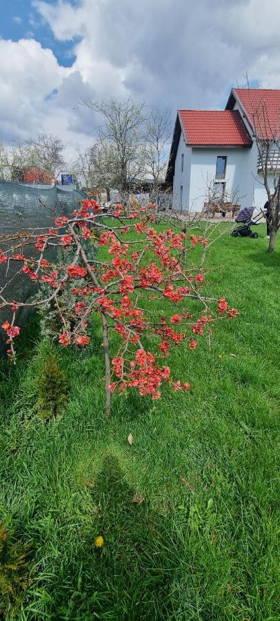 Pensiunea Casa Mada Baia de Fier Dış mekan fotoğraf